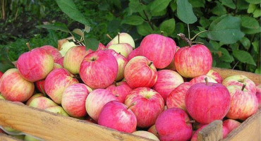 Popis odrůd jabloní strayfling a vlastnosti pěstování, charakteristika výsadby a péče